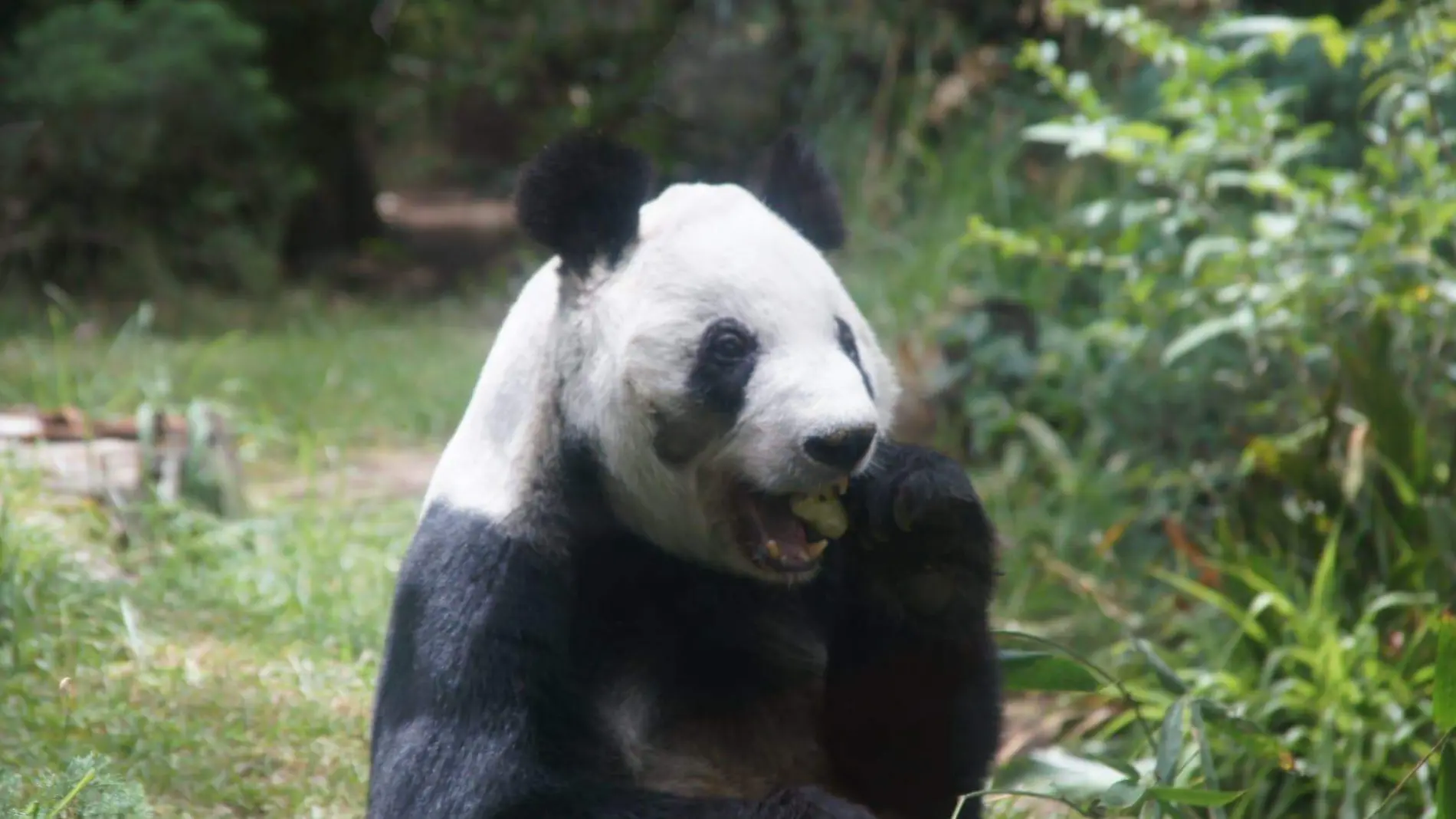 Panda gigante Xin Xin, celebra su cumpleaños 34 años: Sedema